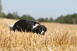 BORDER COLLIE 133